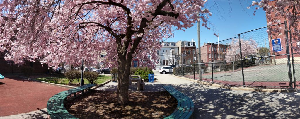 Views of the Spring Blossom & Basketball Court in Sgt Anthony Park