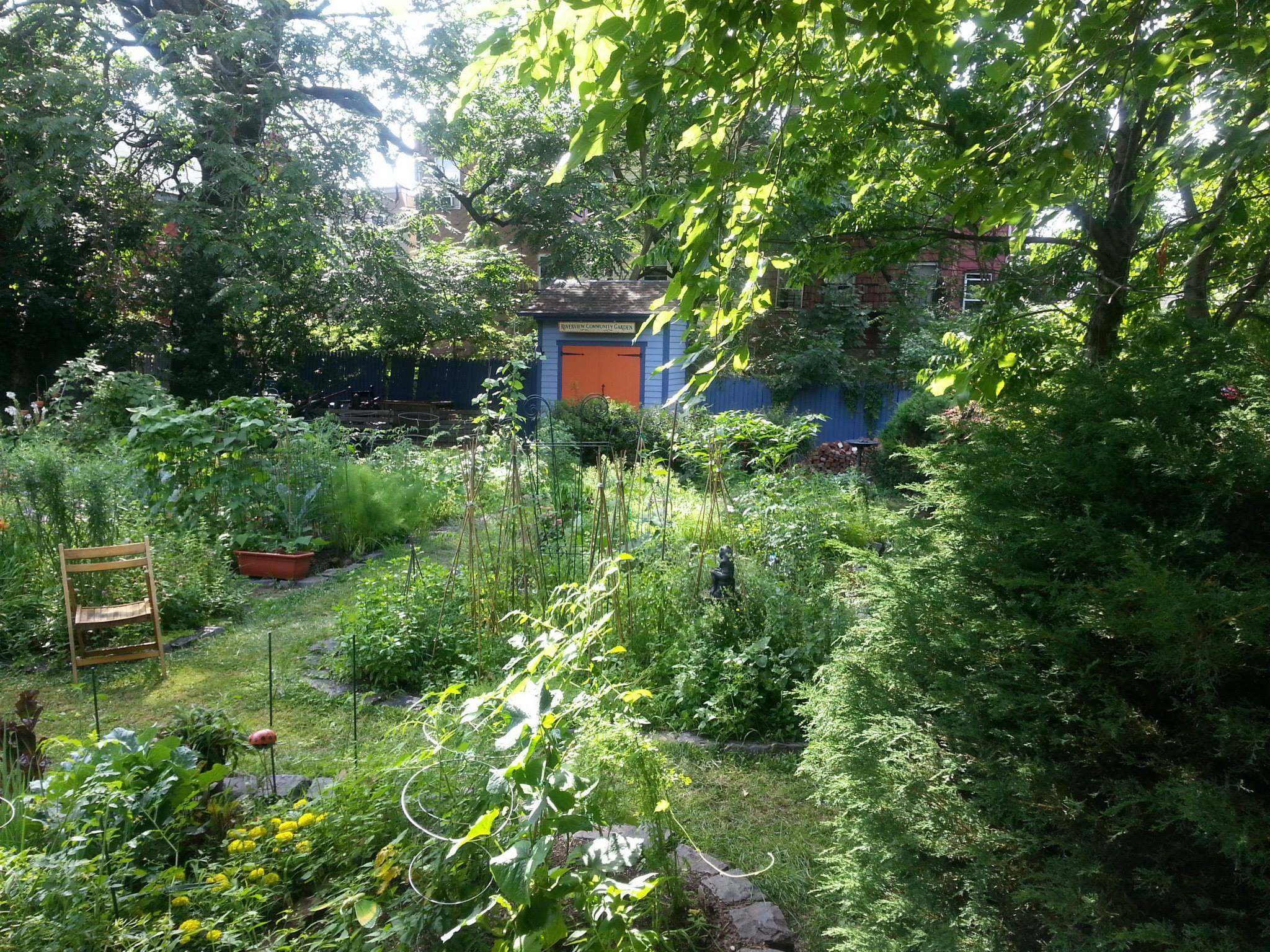 The garden in summer