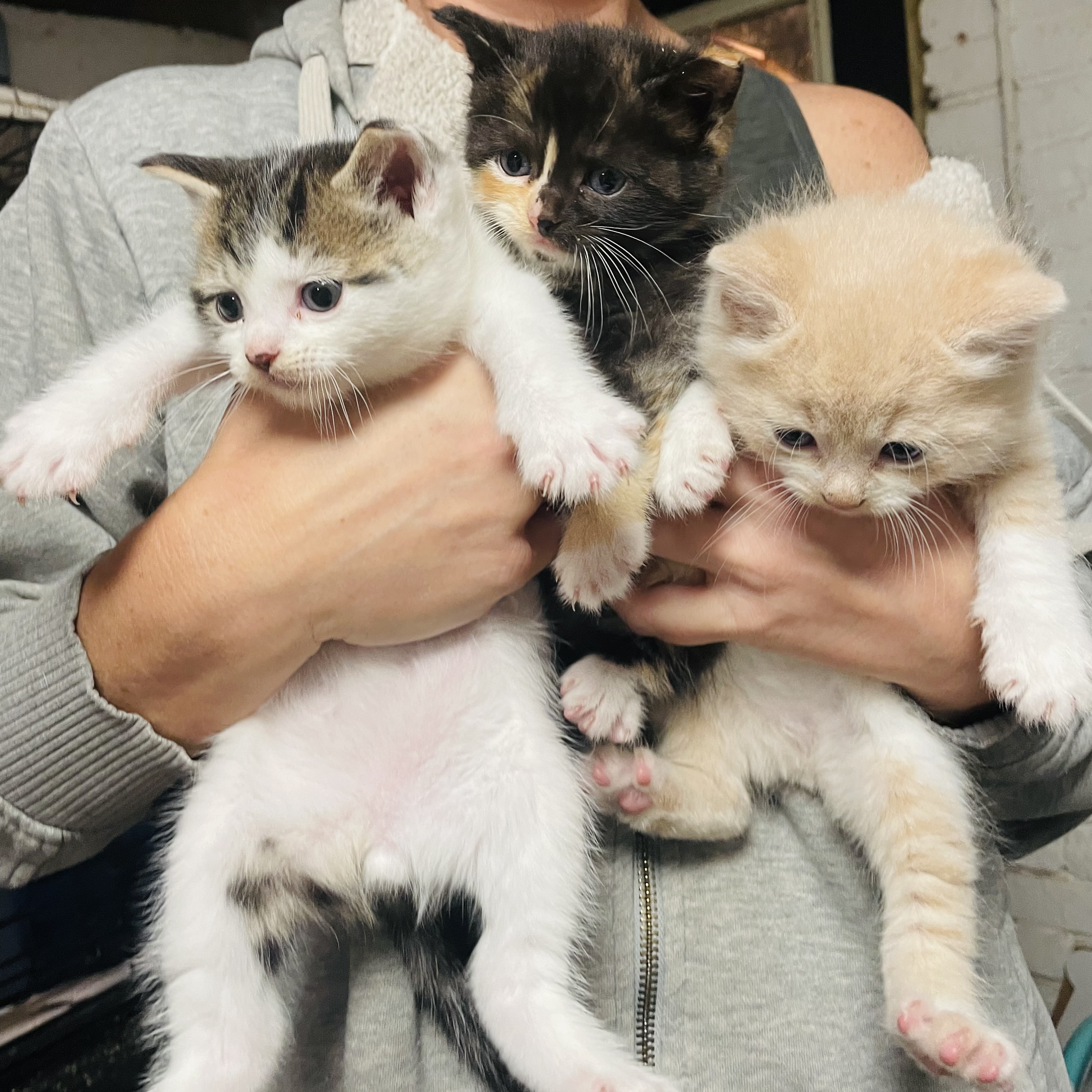Three of the kittens rescued by JerseyCats in April 2023.