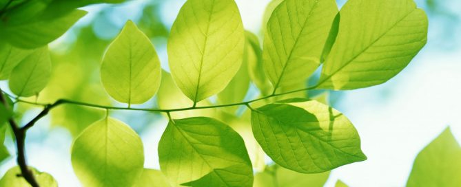 4207880-green-leaves-HD-2