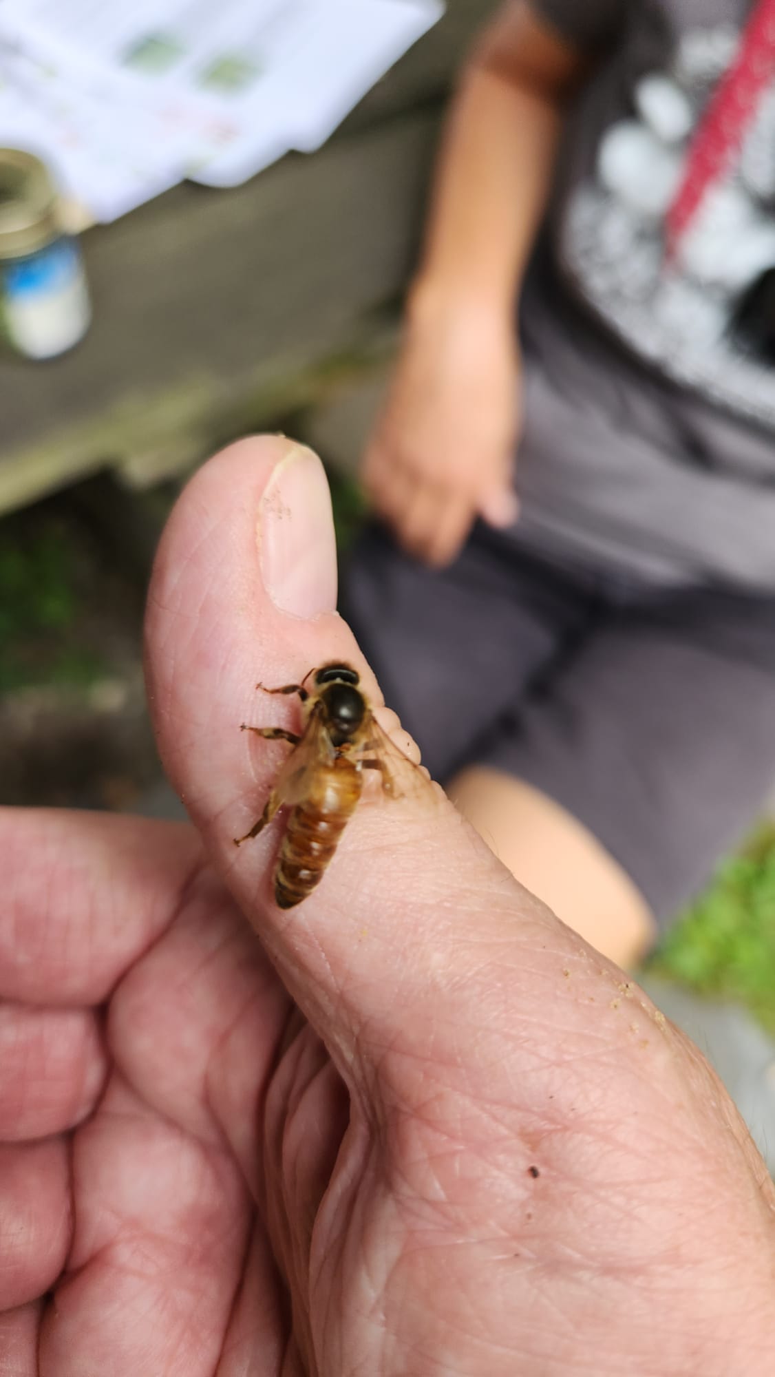 Swarm King Apiaries